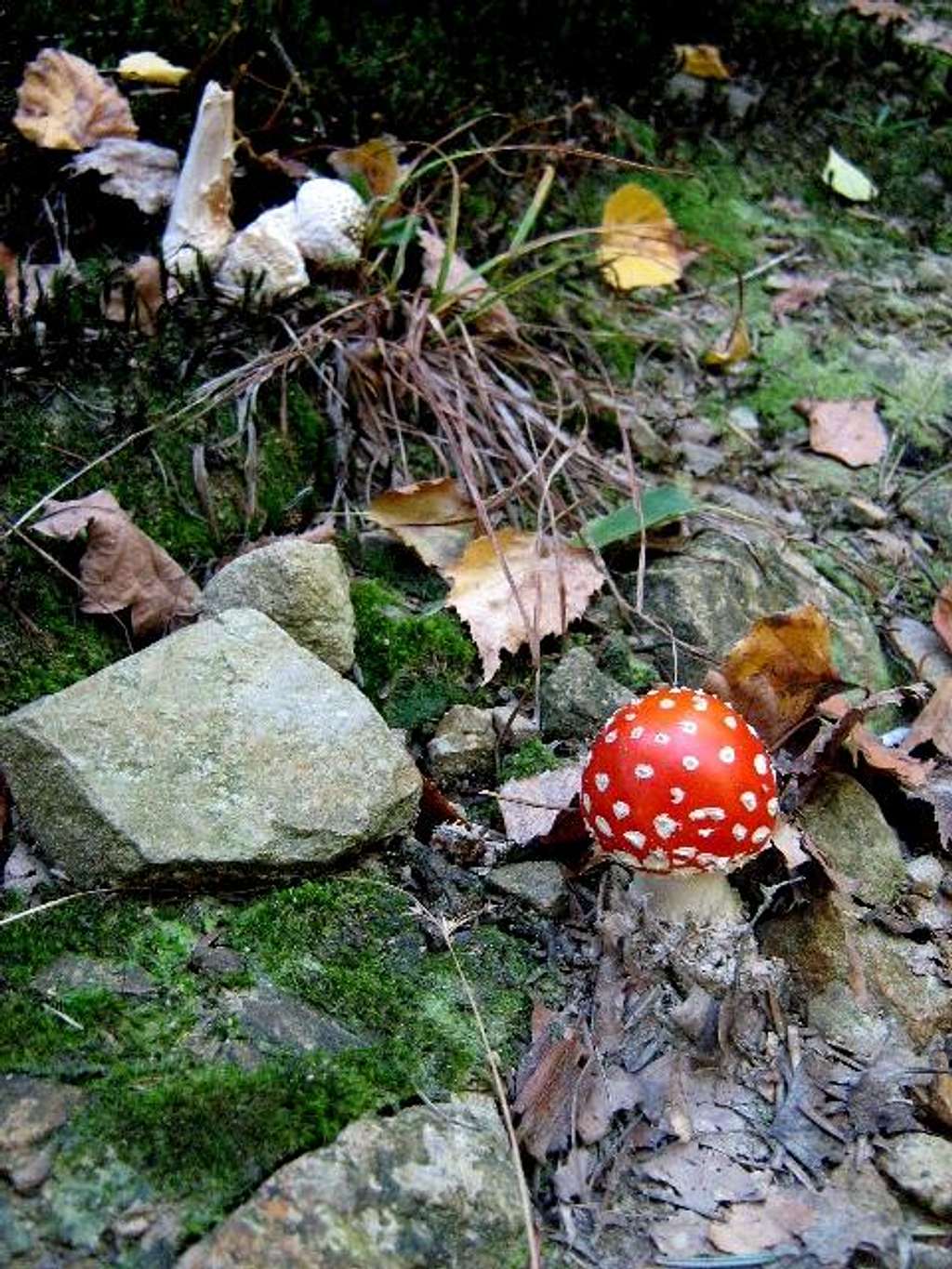 Lone mushroom along the trail