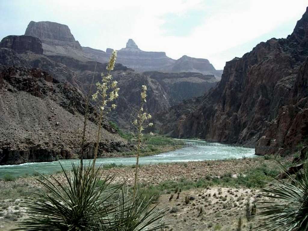 Yuccas fram the Colorado...