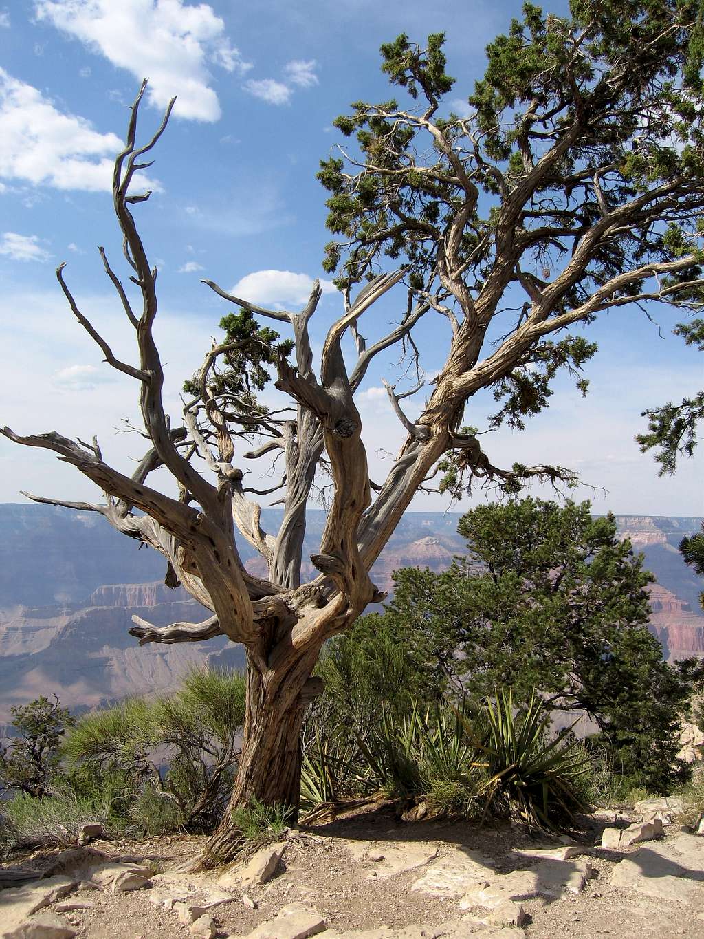 Hermit Trail Twisted Tree