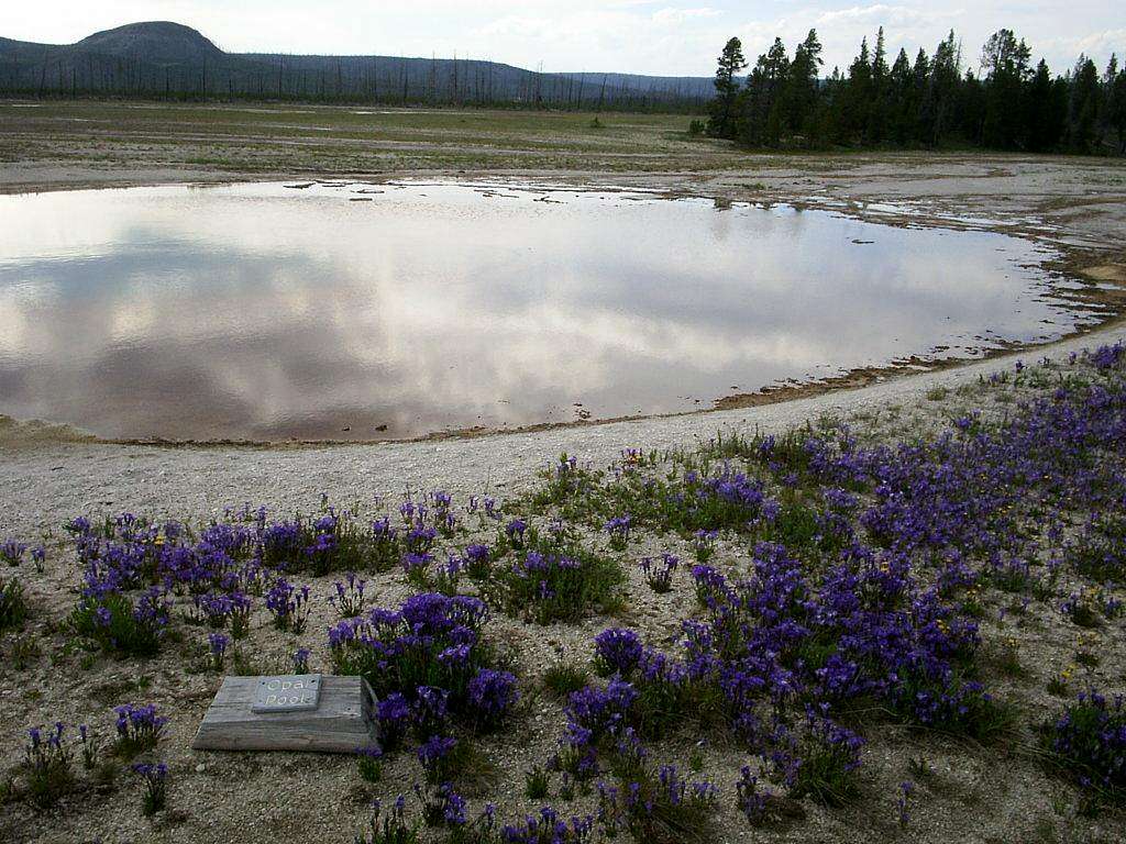 Thermal pool with wildflowers