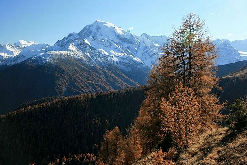 autumn larch trees at Ortler