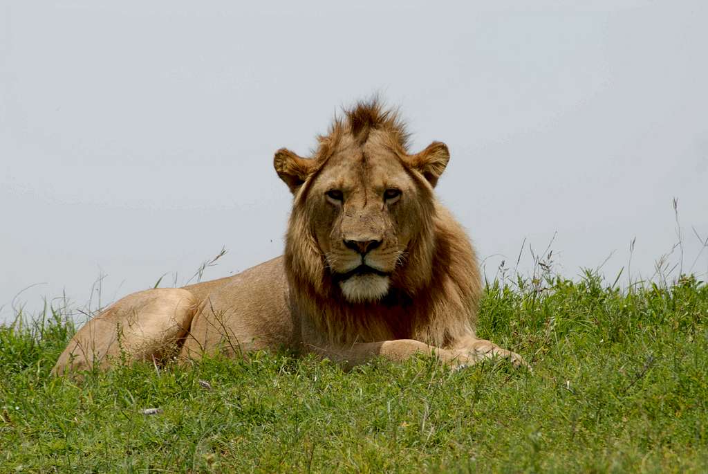 Male lion in the Ngorongoro Crater