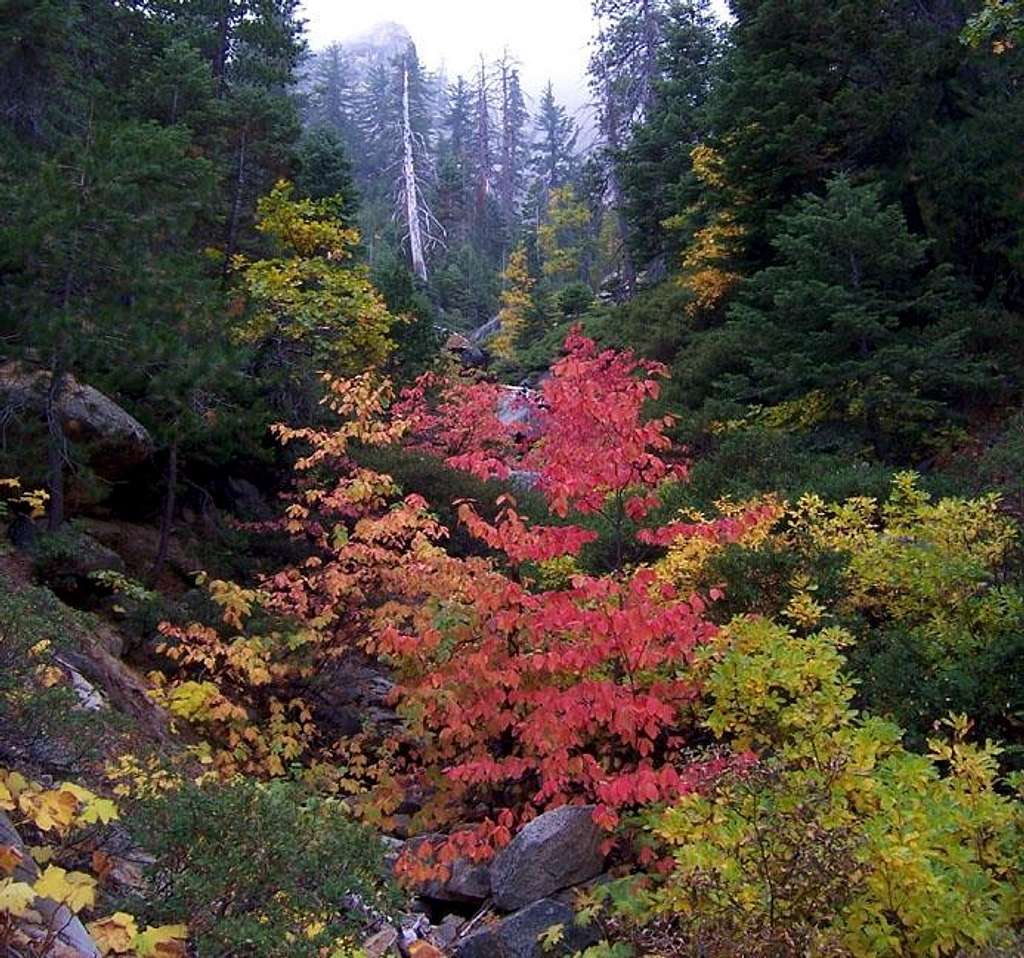 Fall Colors At Shuteye Ridge