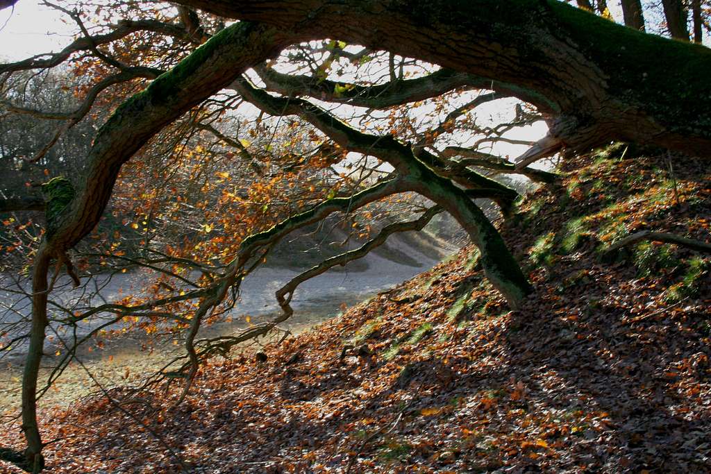 Loonse duinen