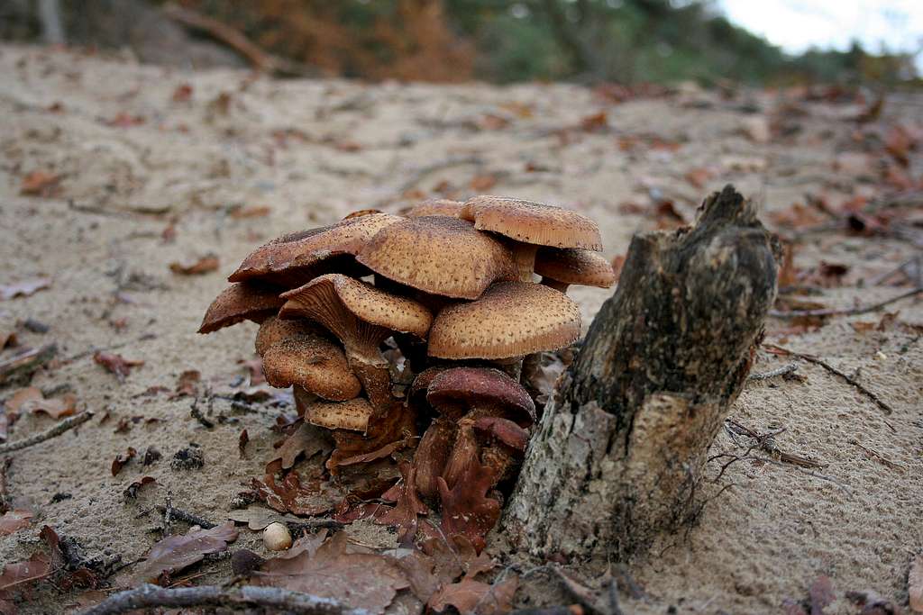 Mushrooms in the dunes