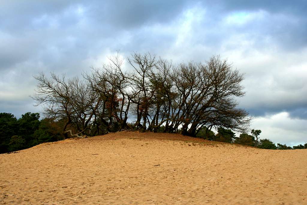 Oaks in the sand