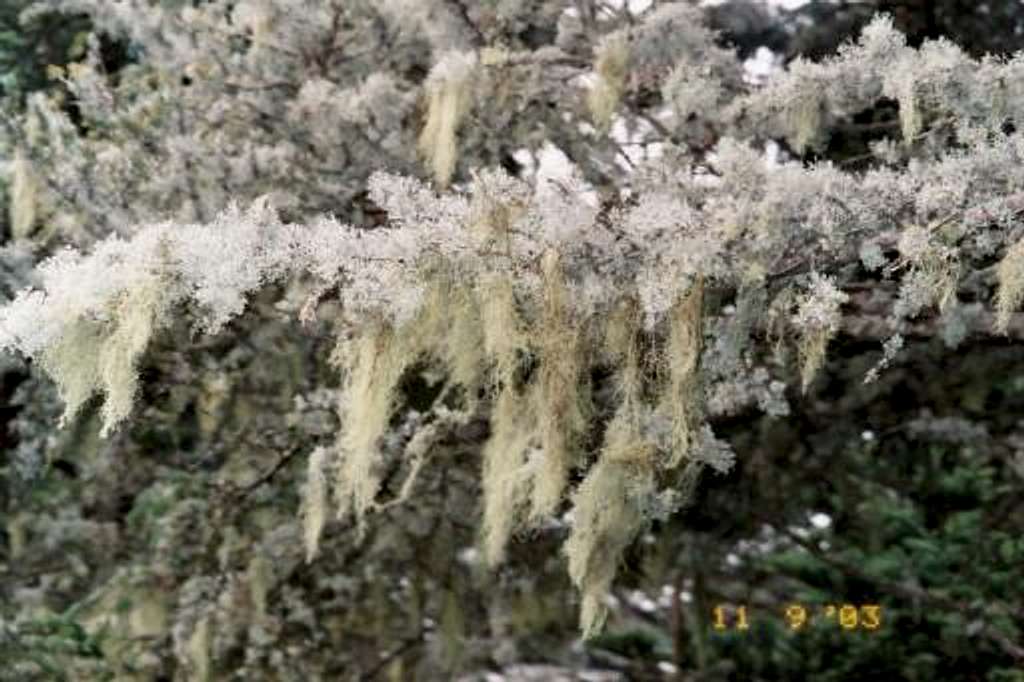 Lichens and mosses growing on...