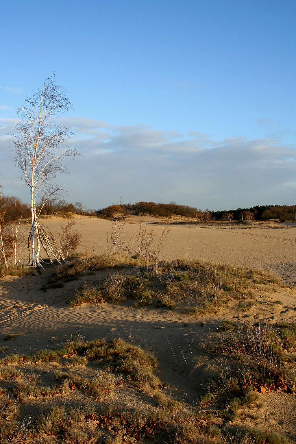 Loonse duinen