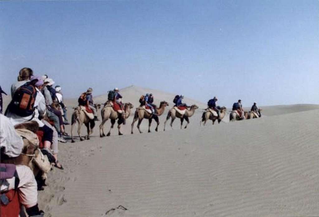 A camel train in the...