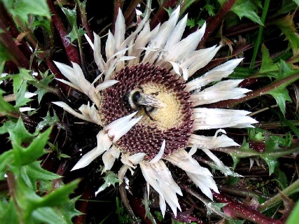 Silver Thistle