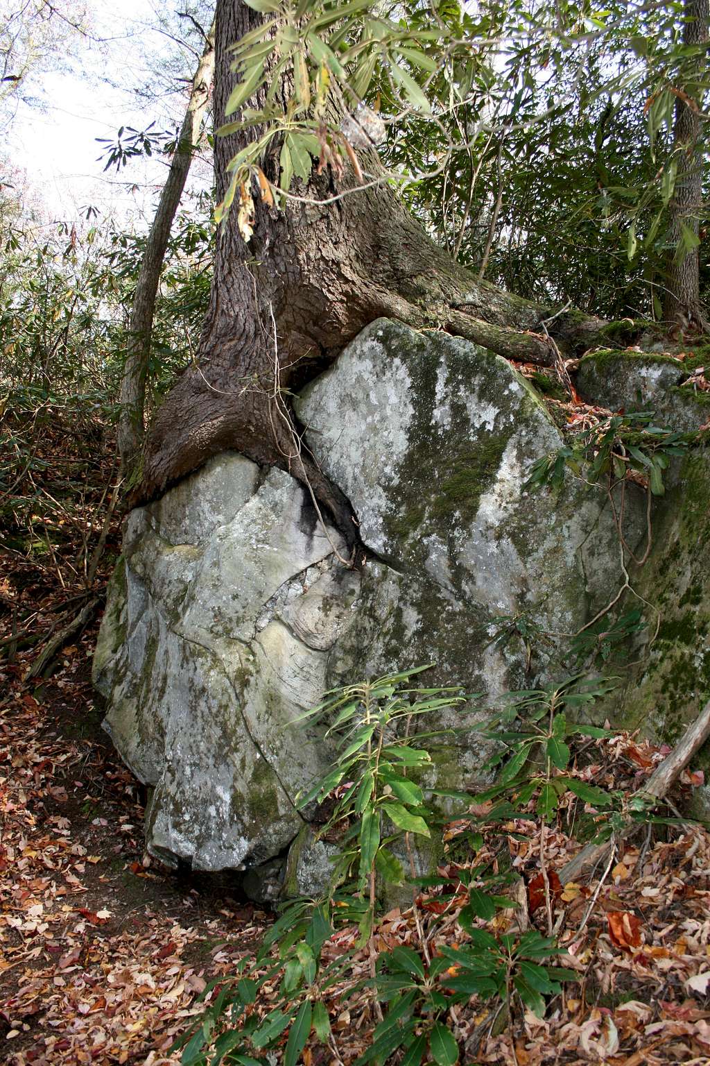 Giant Rock-Eating Tree