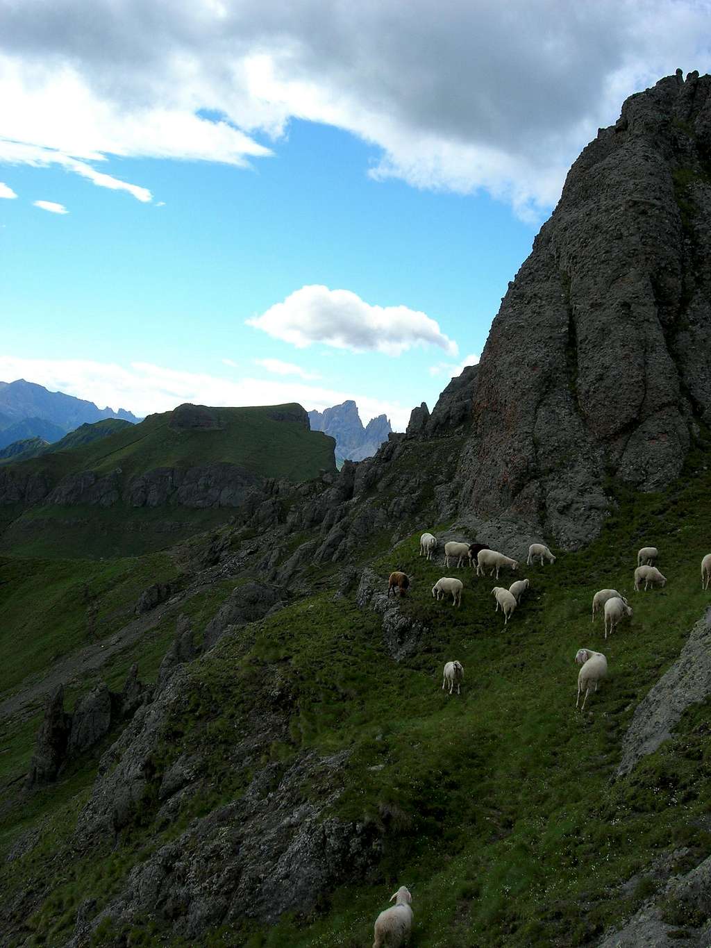 Sheep on mesola