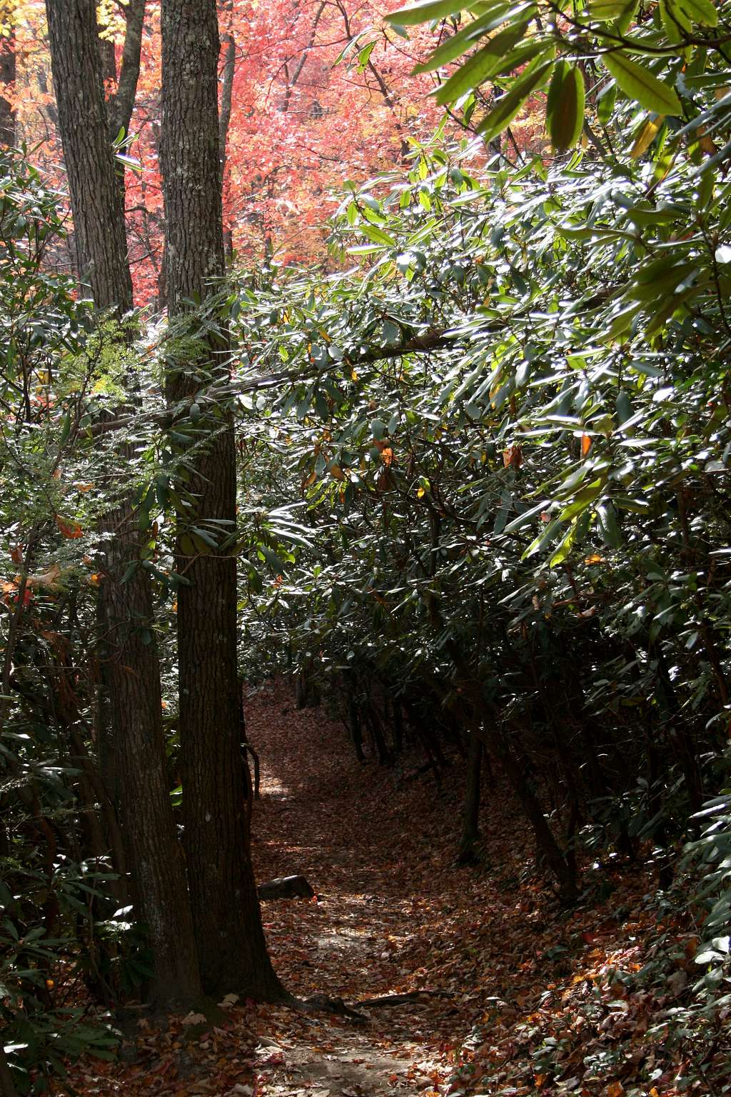 Rhododendron Tunnel on Gabes Mountain