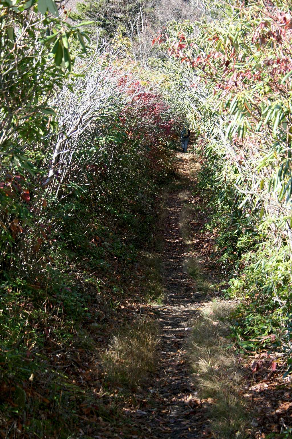 Descent from Ross Knob
