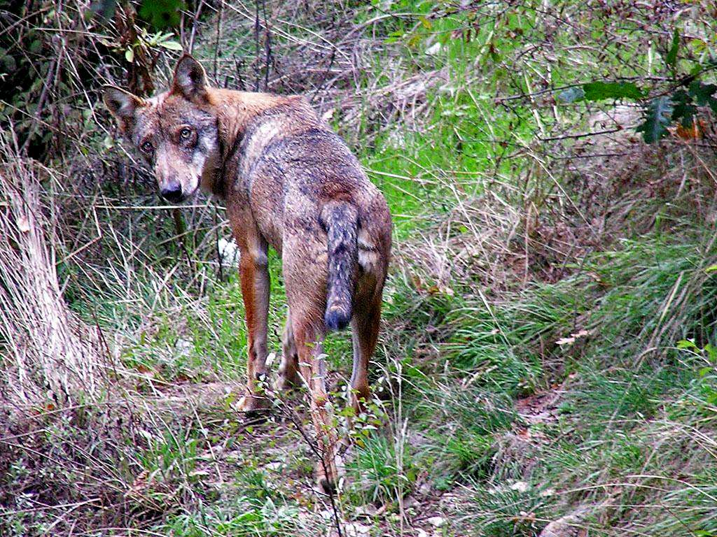 Italian wolf