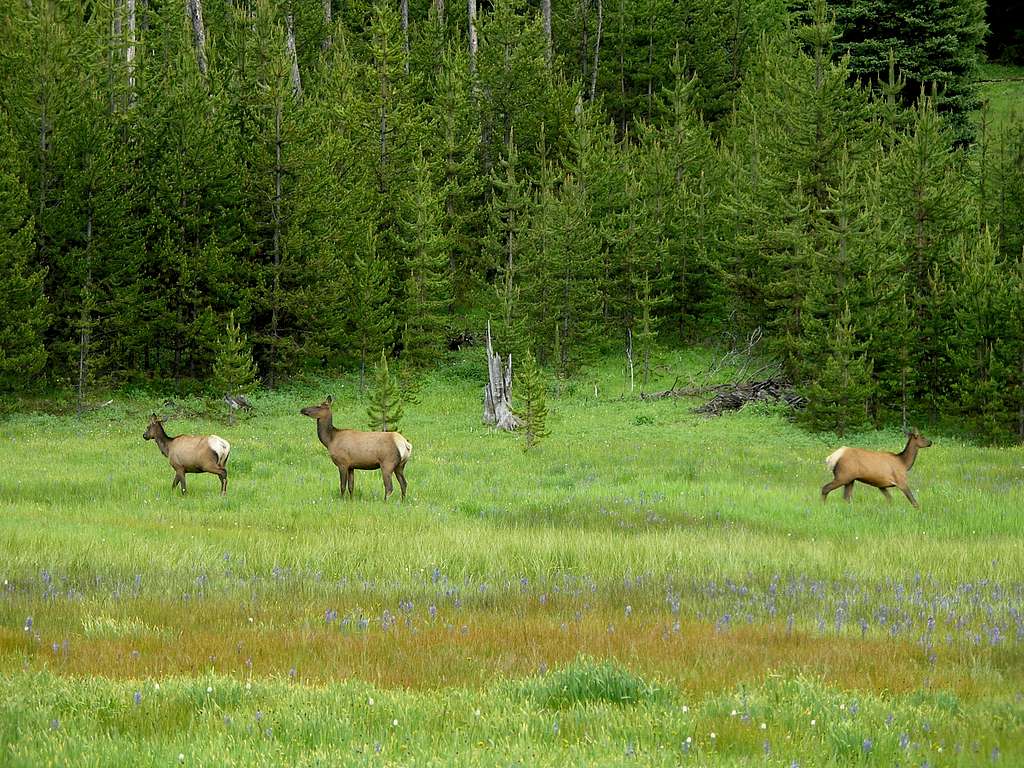 ELK OF THE NORTHERN BLUES