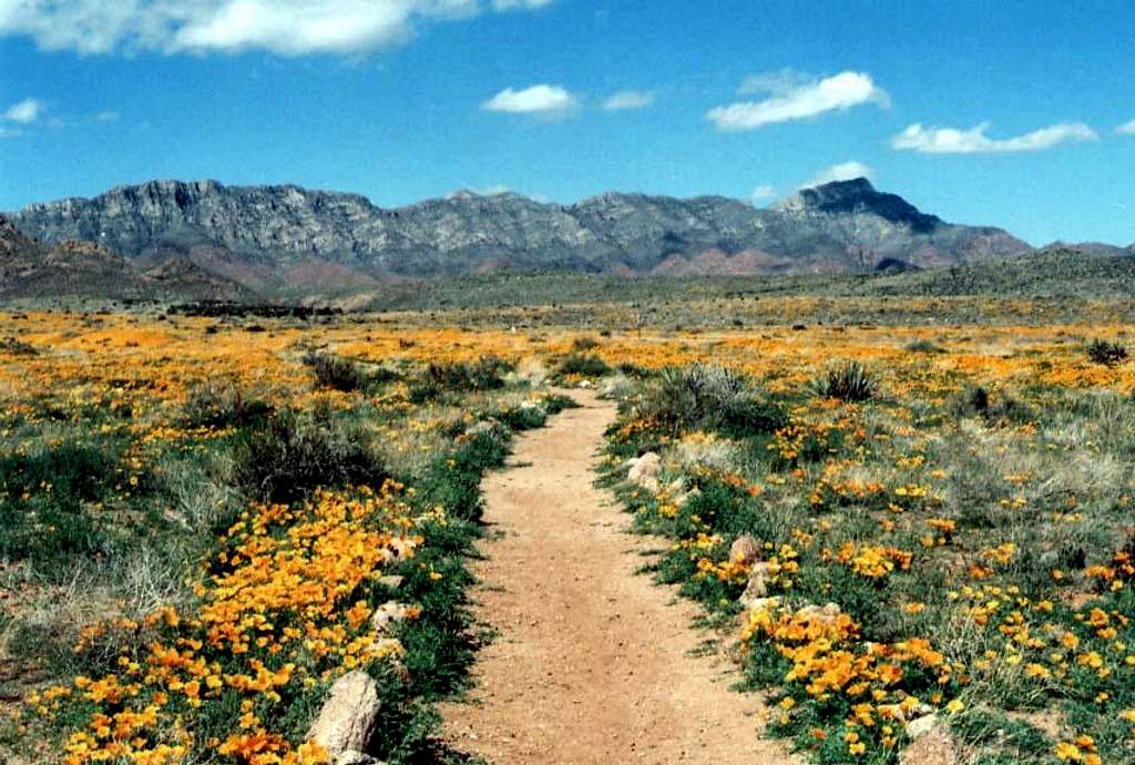 Poppies in bloom at the Franklin Mountains