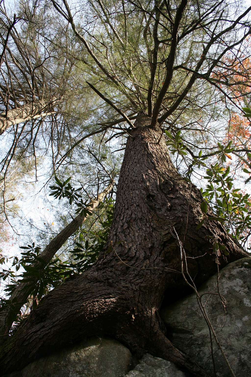 Old Tree on a Rock