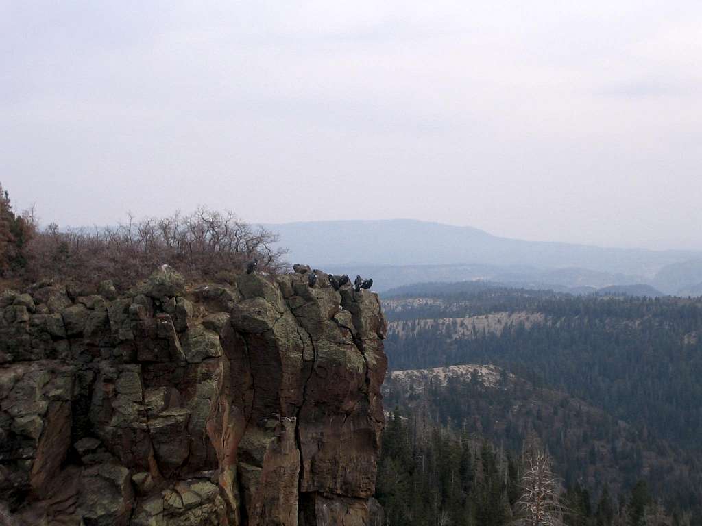 California Condors Near Lava Point