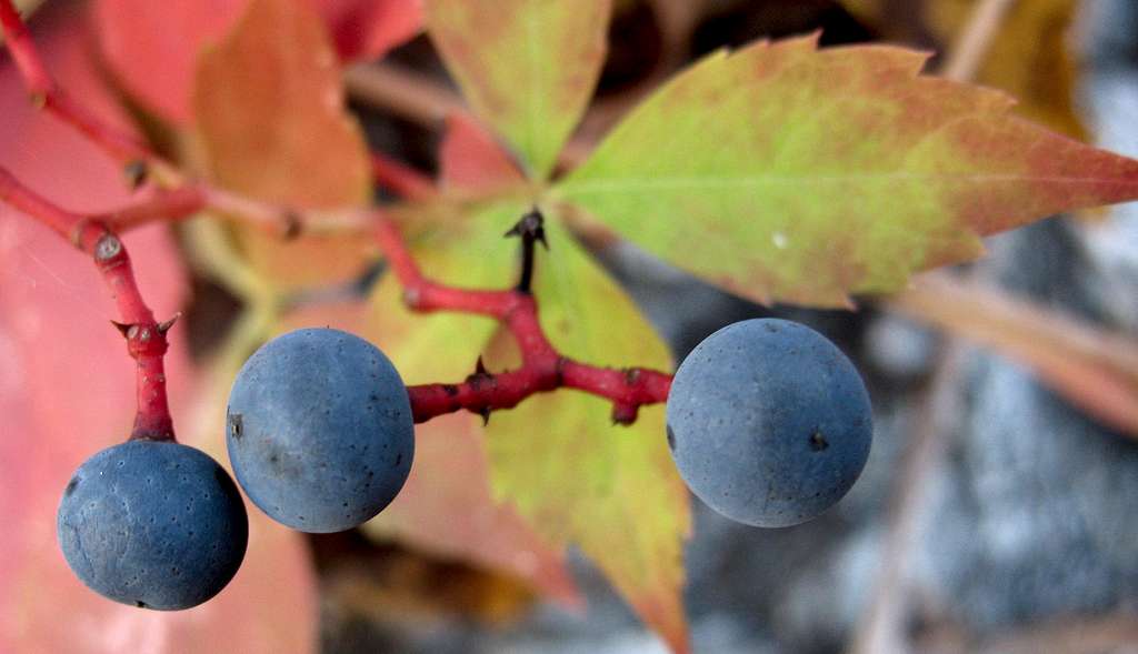 Virginia Creeper Berries Close-up