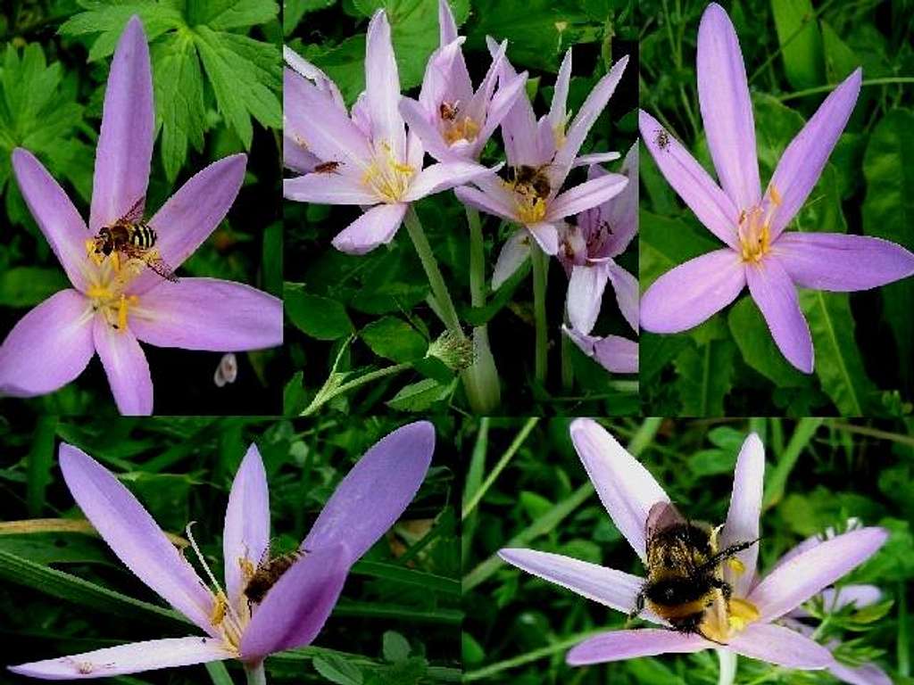 Autumn Crocus and insects of the Low Beskid