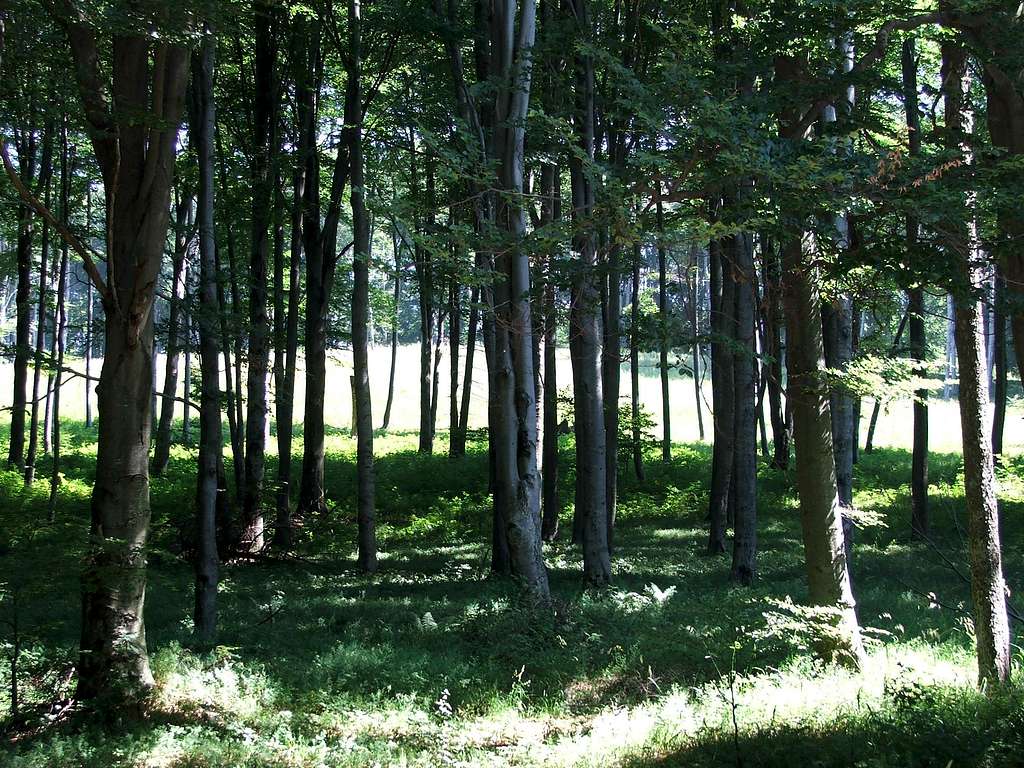 Fagus sylvatica forest