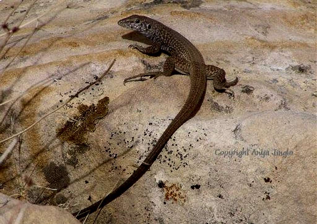 Western Whiptail- adult