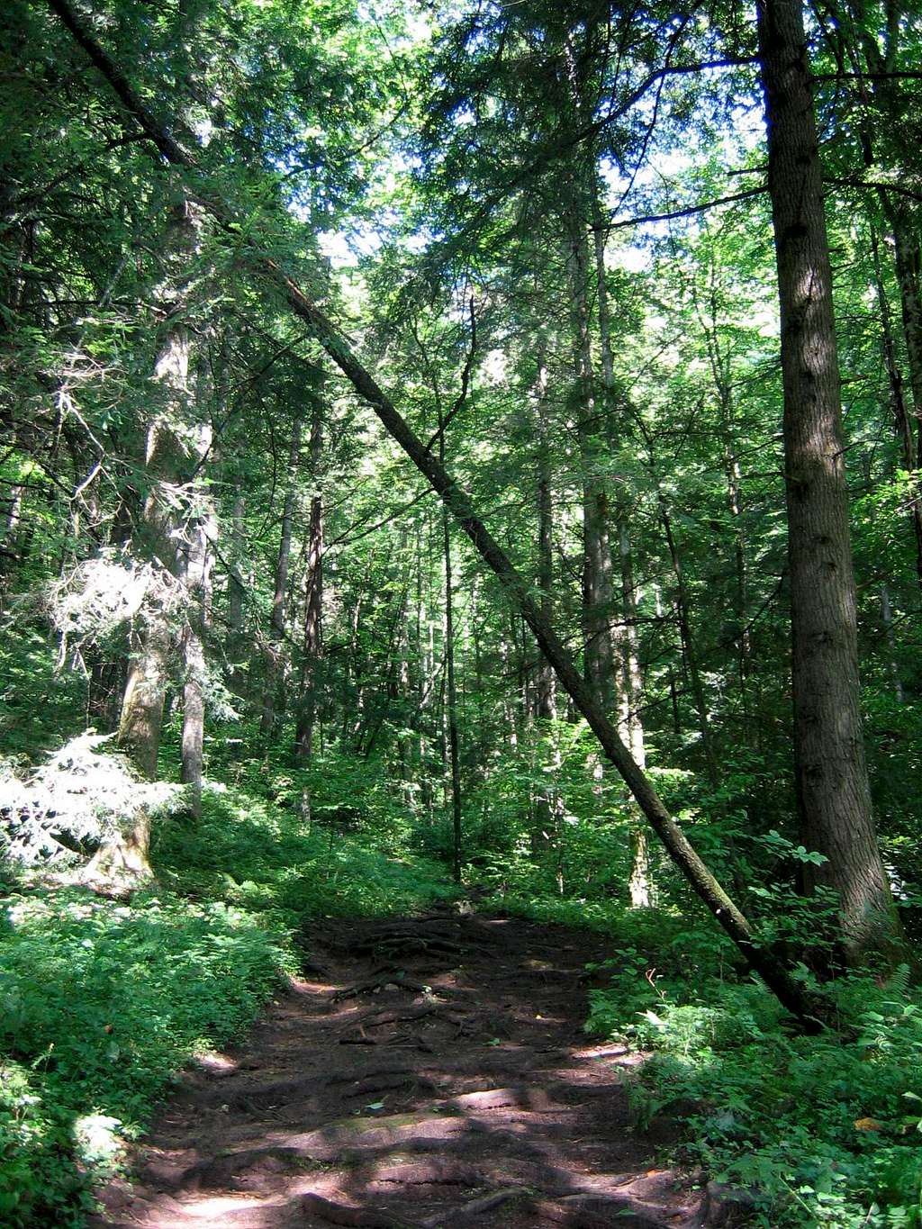 Hemlock forest.