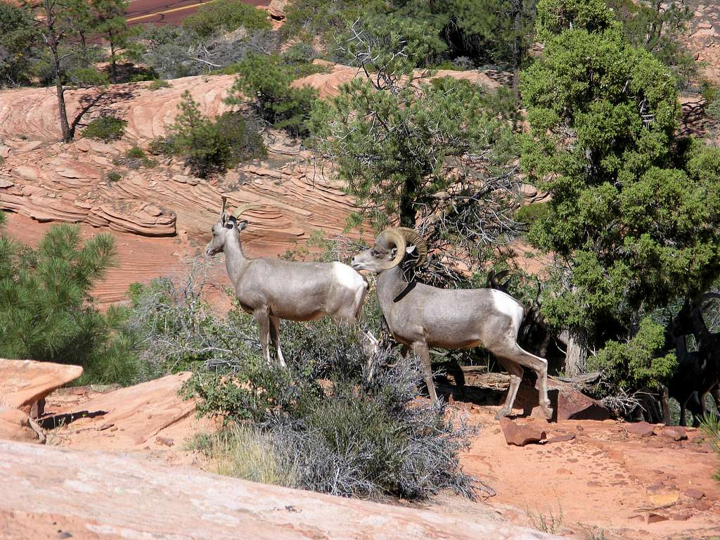 Bighorn Sheep in Zion