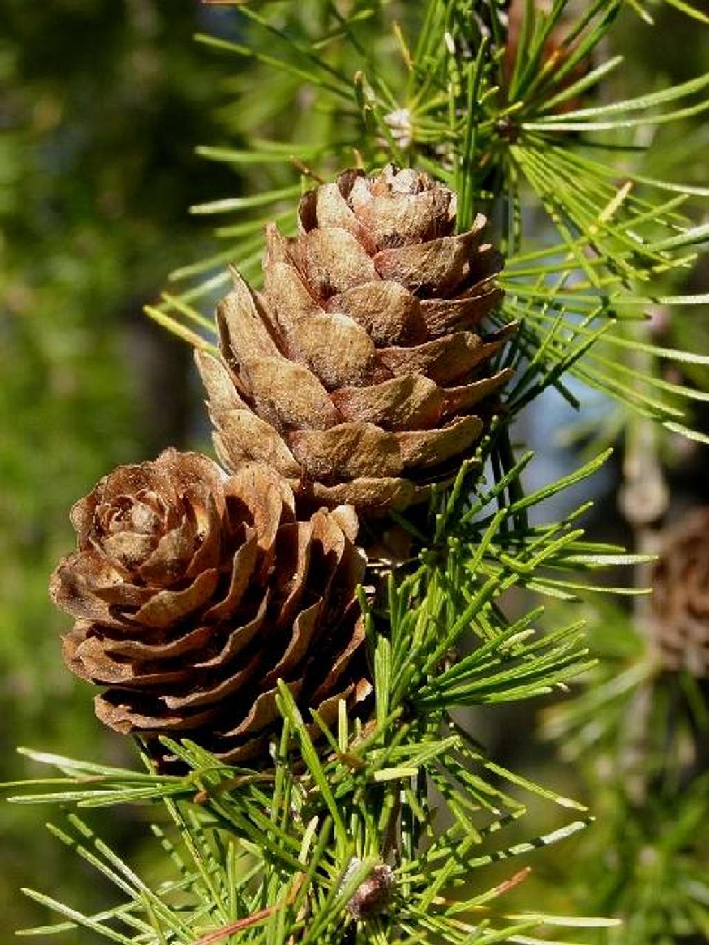 Ripe Pine Cones of European Larch Tree