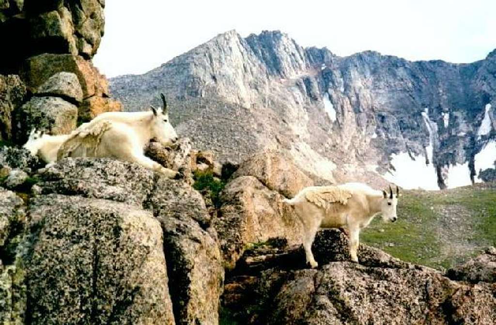 Goats near Summit Lake. Mount...