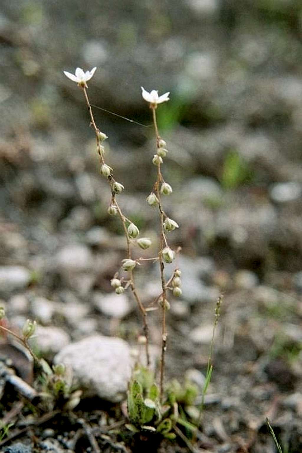 Saxifraga bryophora tobiasiae