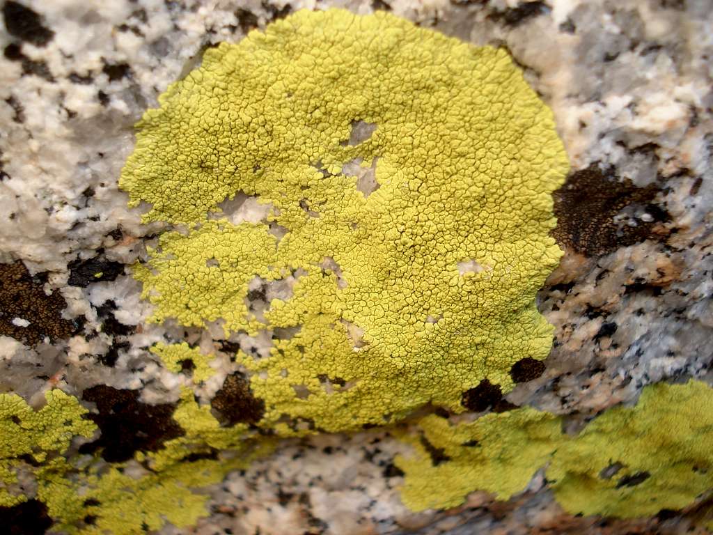 yello lichen