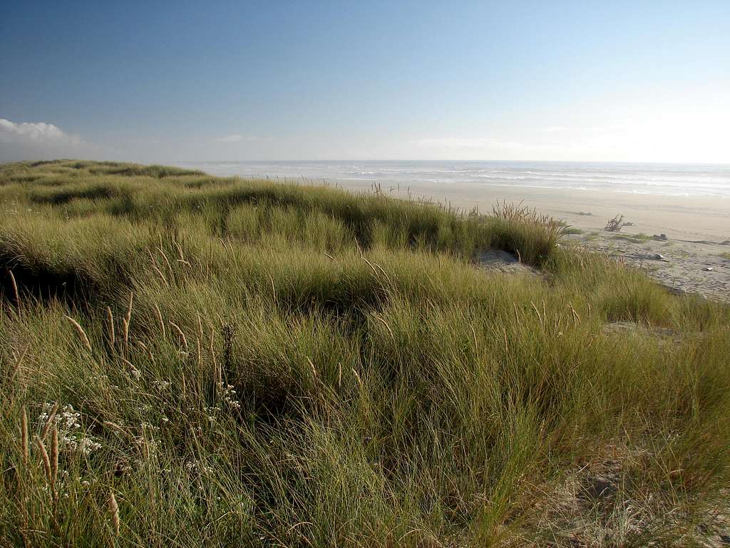 In the grassy dunes