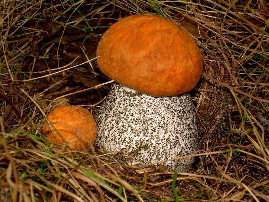 Red capped Scraber Stalk Leccinum Aurantiacum Photos Diagrams 
