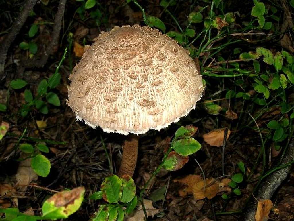 The Parasol Mushroom