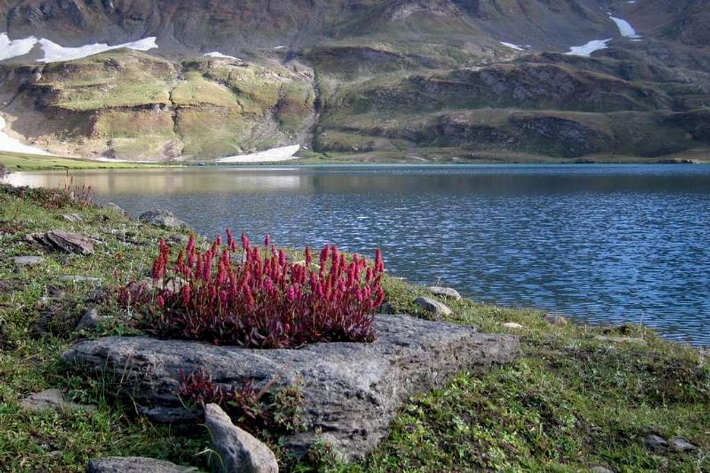 Flowers & Dodhipat Lake, Kaghan Valley, Pakistan