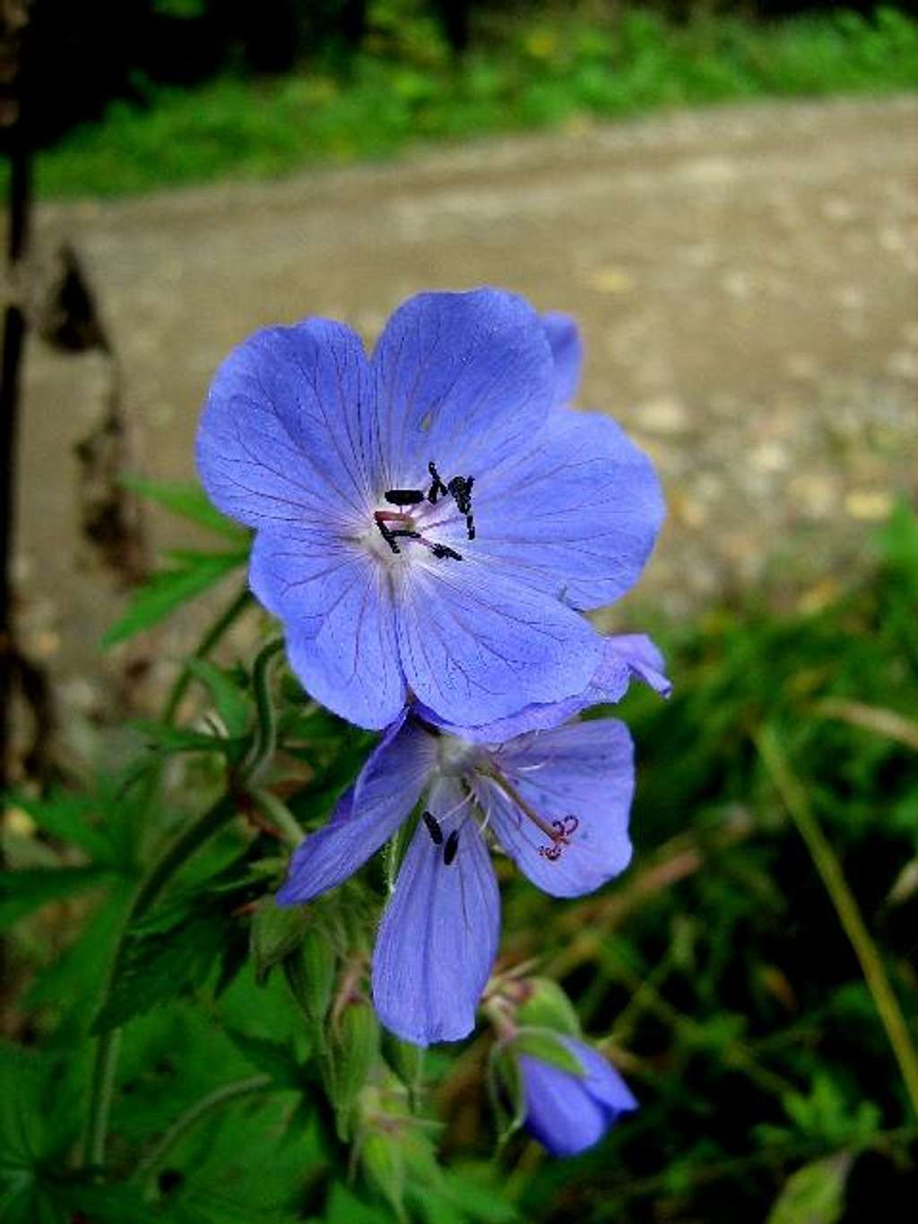 Purple Haze (Geranium pratense)