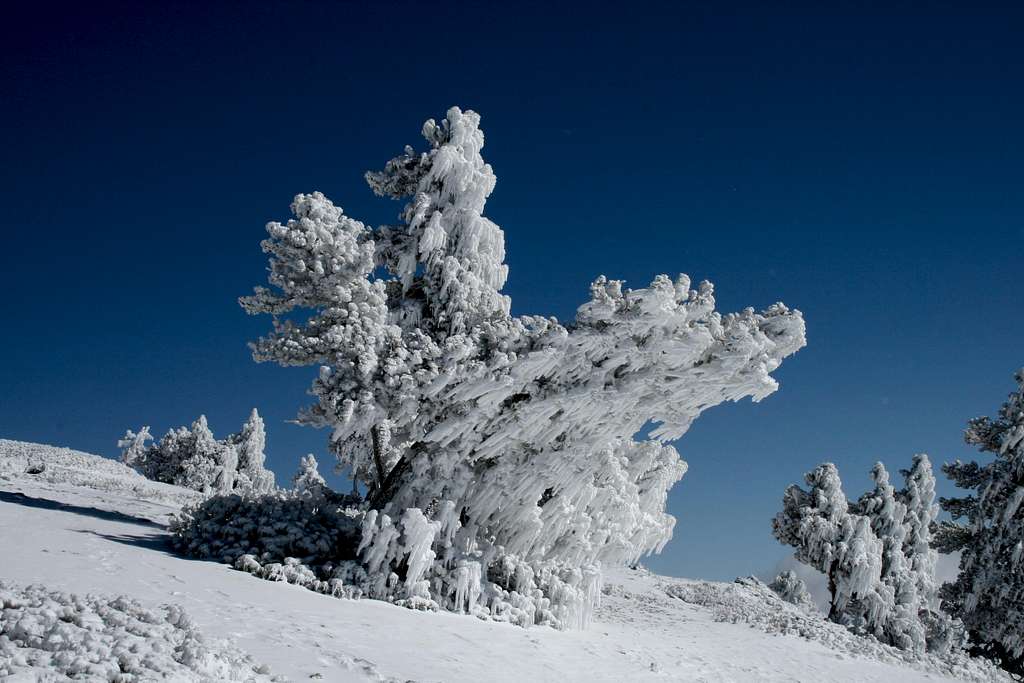 Rime Ice on Baldy