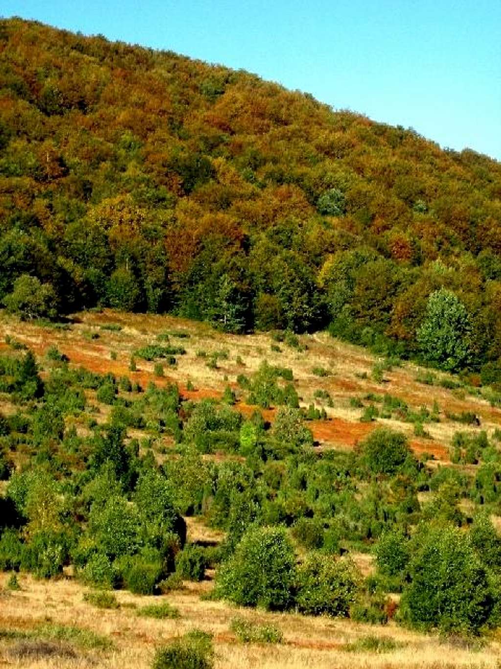 Forests on the southern slope of Wetlinska Meadow.