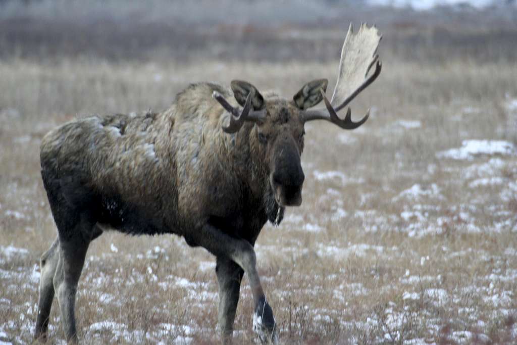 One horned moose