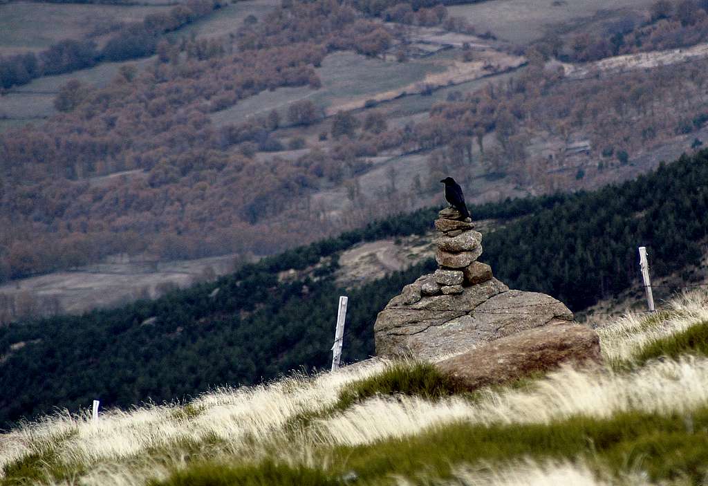 Common Raven (Corvus Corax) on Cuerda del Calvitero NW slope