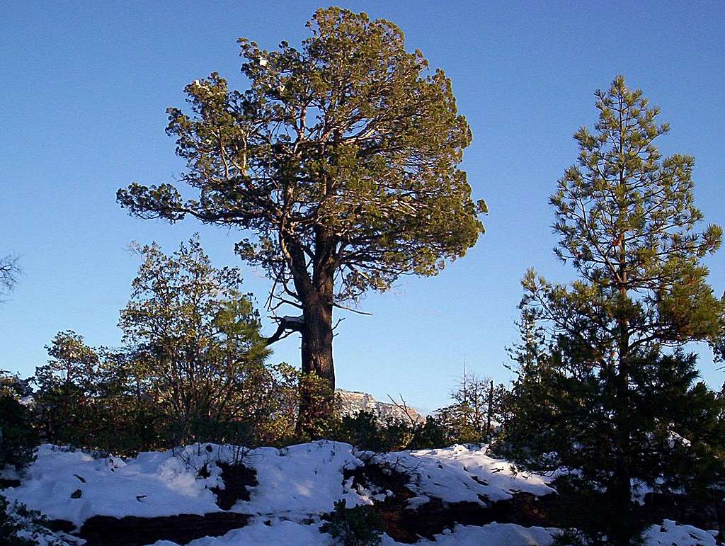 Juniper and pine