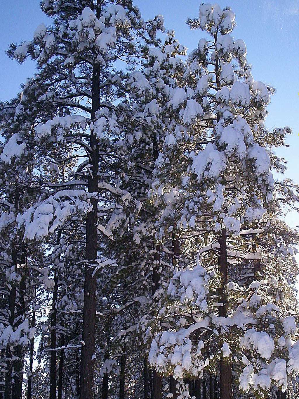 Snowy pines !