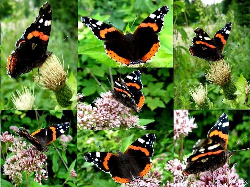 Red Admiral Compilation