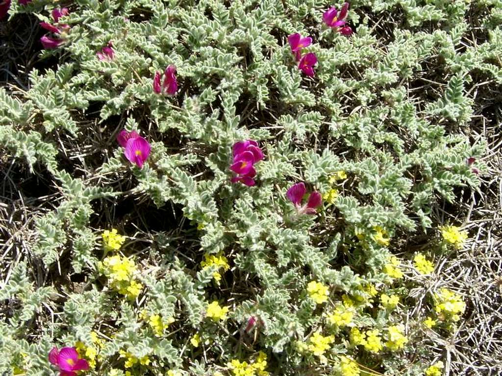 Iran's flora