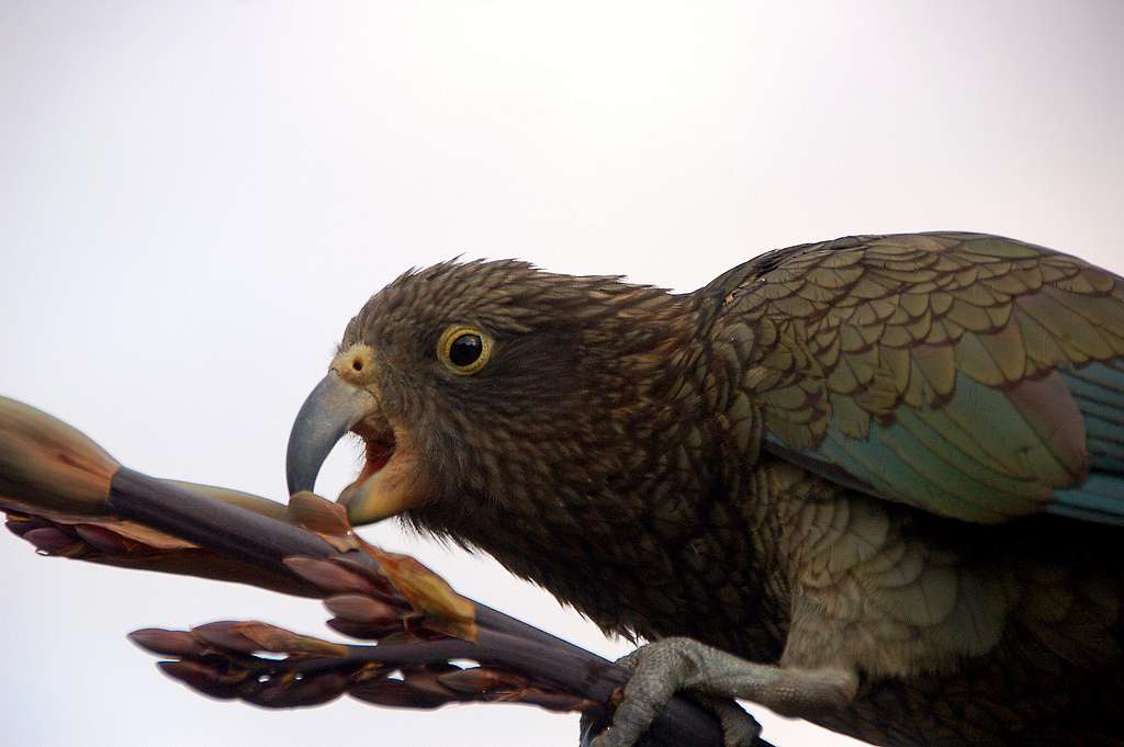 Kea Close-up