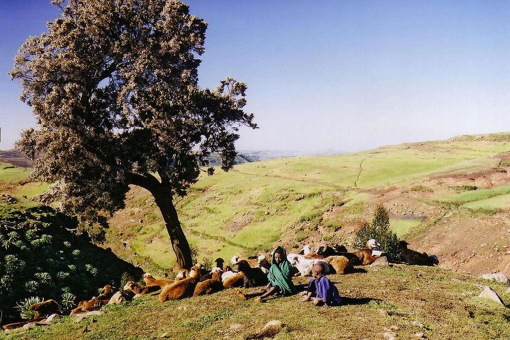 Shepherd Boys in the Simien Mountains