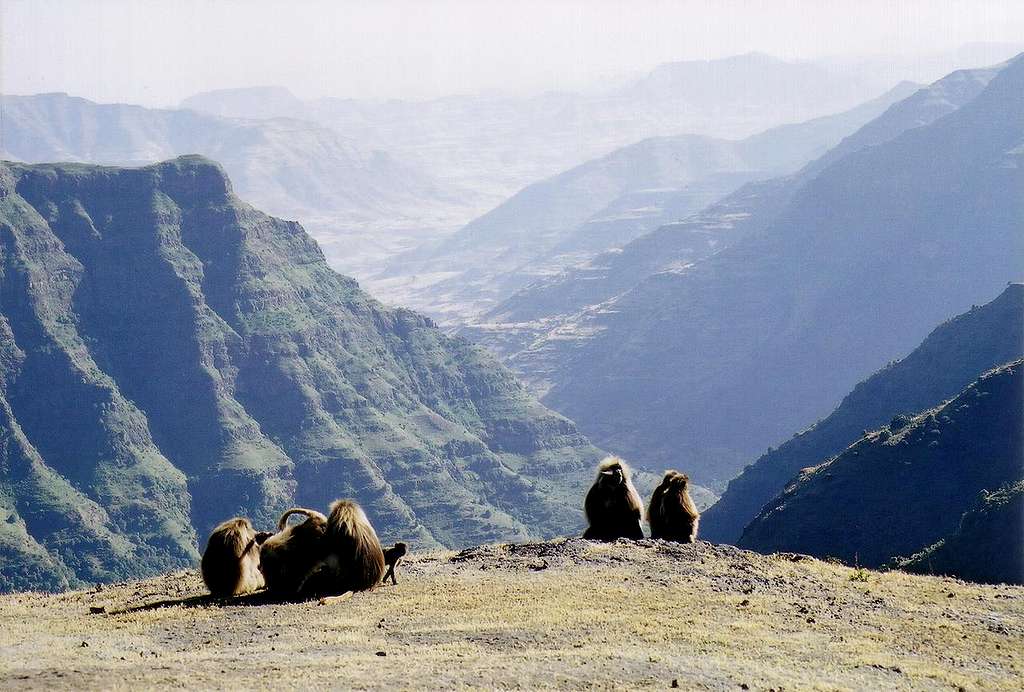 Gelada baboons taking in the views before sunset