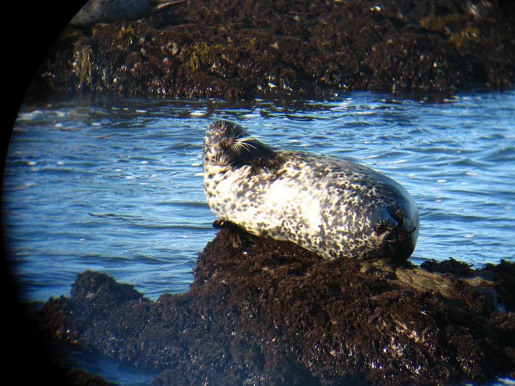Seal at San Simeon, CA